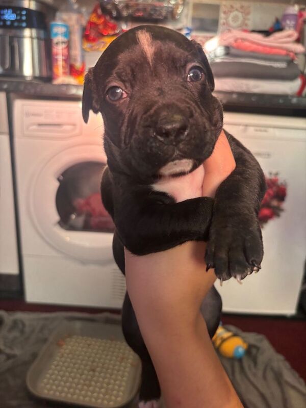 Staffordshire Bull Terrier puppies for sale in Surbiton, Greater London – 7 weeks old