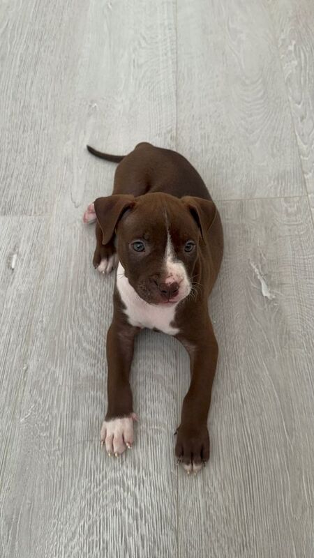 beautiful staffy pup (negotiable price)