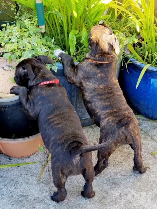 Beautiful Staffy Puppies - Image 3 of 15