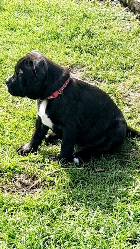 Beautiful Staffy Puppies - Image 15 of 15