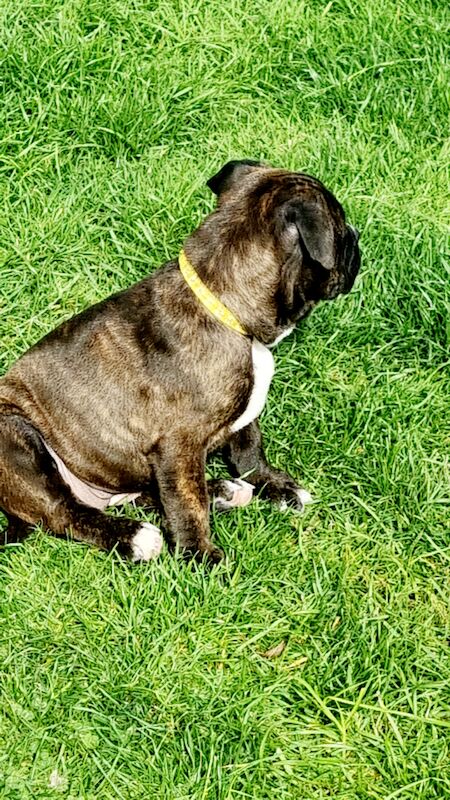 Beautiful Staffy Puppies - Image 4 of 15