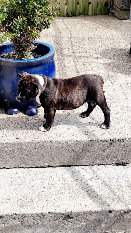 Beautiful Staffy Puppies - Image 11 of 15