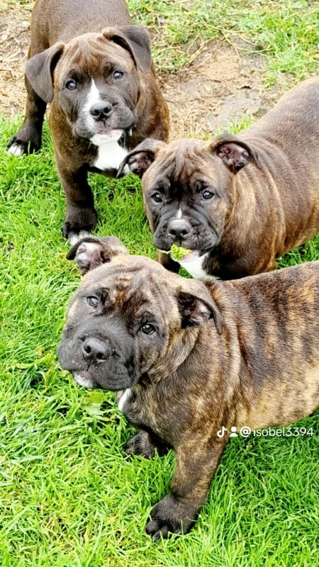 Beautiful Staffy Puppies - Image 5 of 15