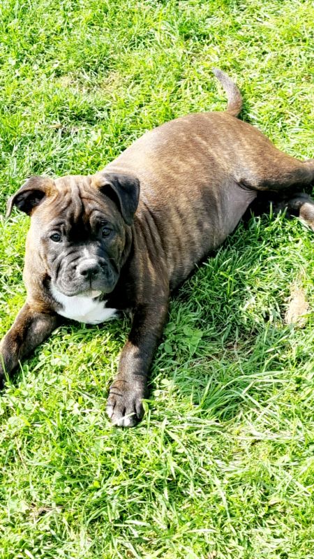 Beautiful Staffy Puppies - Image 9 of 15