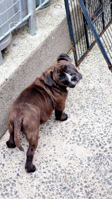 Beautiful Staffy Puppies - Image 6 of 15