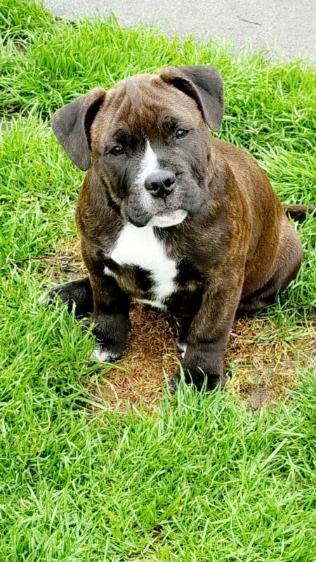 Brindle Staffordshire Bull Terrier Rescues American Staffordshire