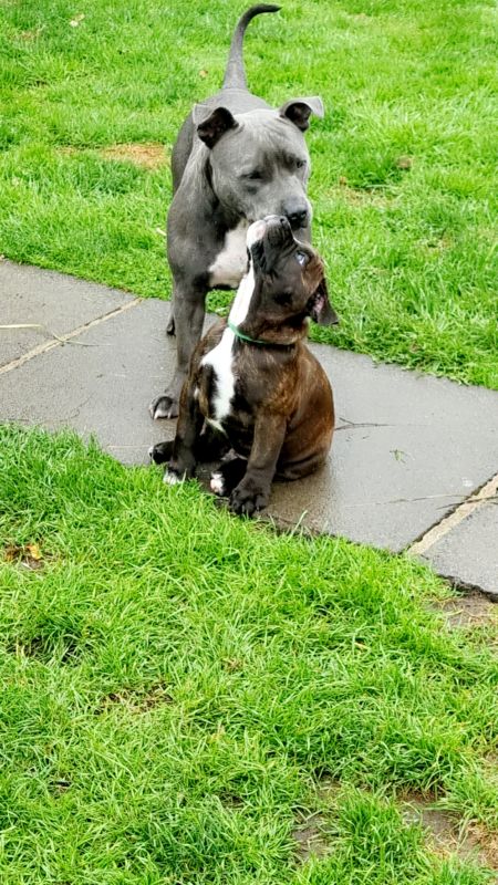 Beautiful Staffy Puppies - Image 8 of 15