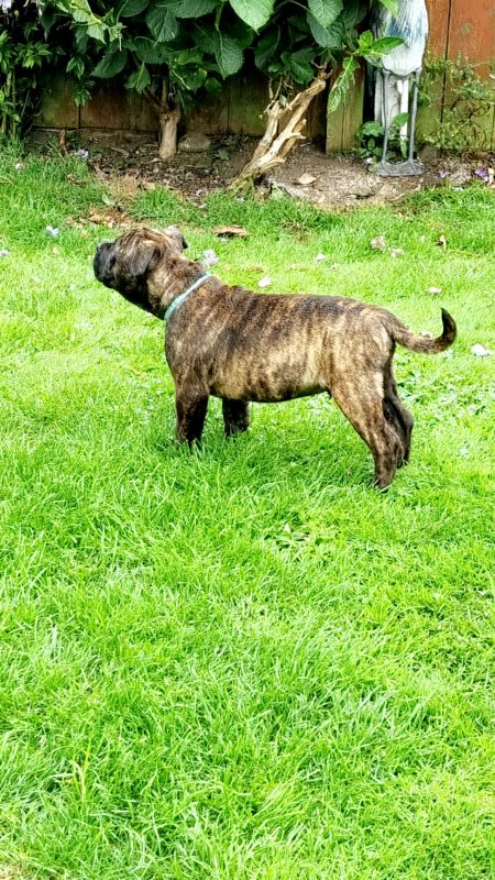 Beautiful Staffy Puppies - Image 10 of 15