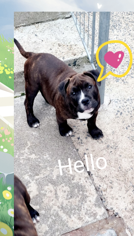 Beautiful Staffy Puppies - Image 14 of 15