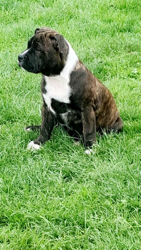 Beautiful Staffy Puppies - Image 12 of 15
