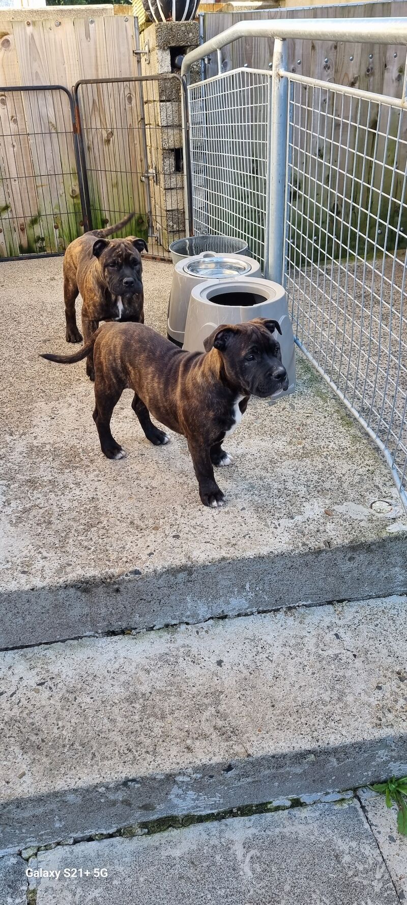 Beautiful Staffy Puppies - Image 1 of 15
