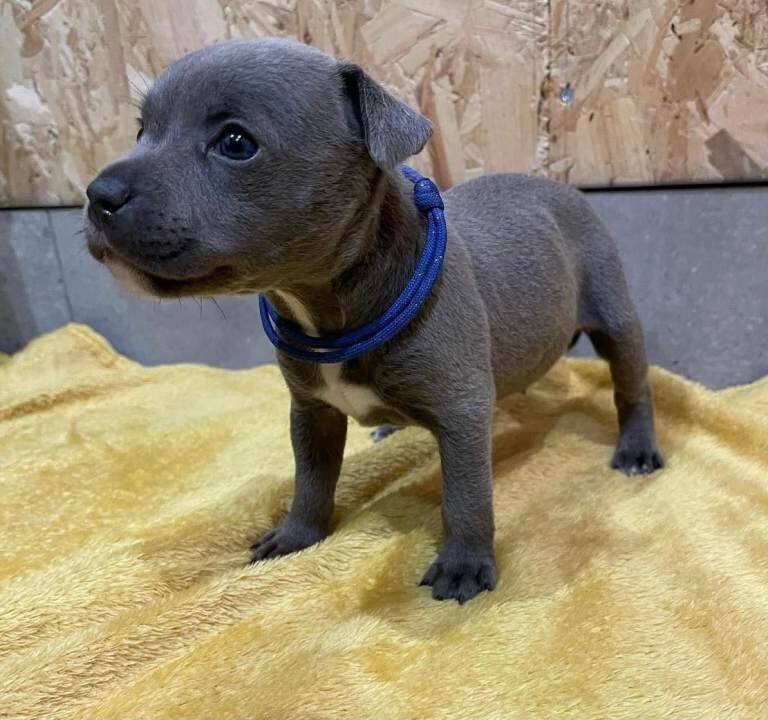 Staffordshire Bull Terrier puppies for sale in Canton, Cardiff – KC registered, 8 weeks old