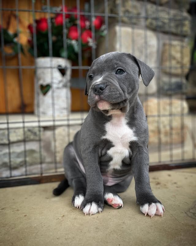Beautiful Staffy Puppies Looking for Their Forever Homes