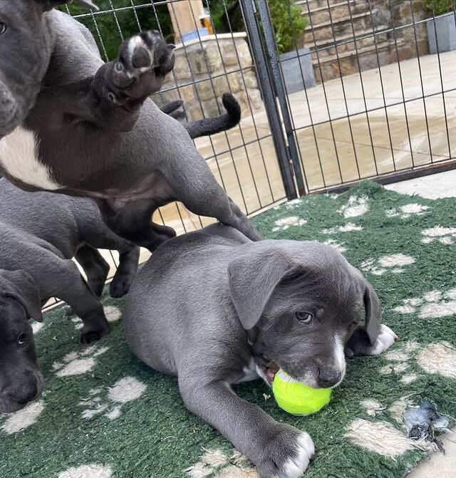 Beautiful Staffy Puppies Looking for Their Forever Homes - Image 2 of 8