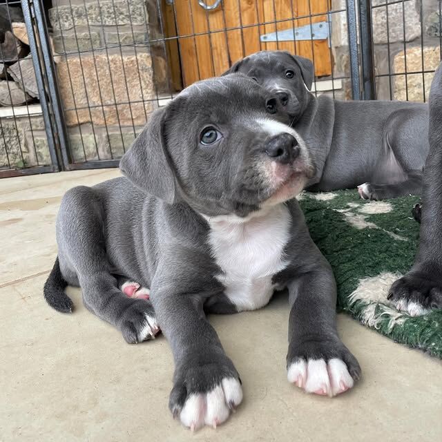 Beautiful Staffy Puppies Looking for Their Forever Homes - Image 3 of 8