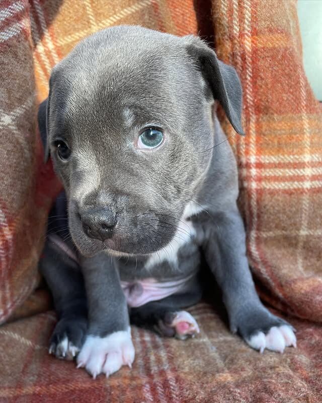Beautiful Staffy Puppies Looking for Their Forever Homes - Image 4 of 8