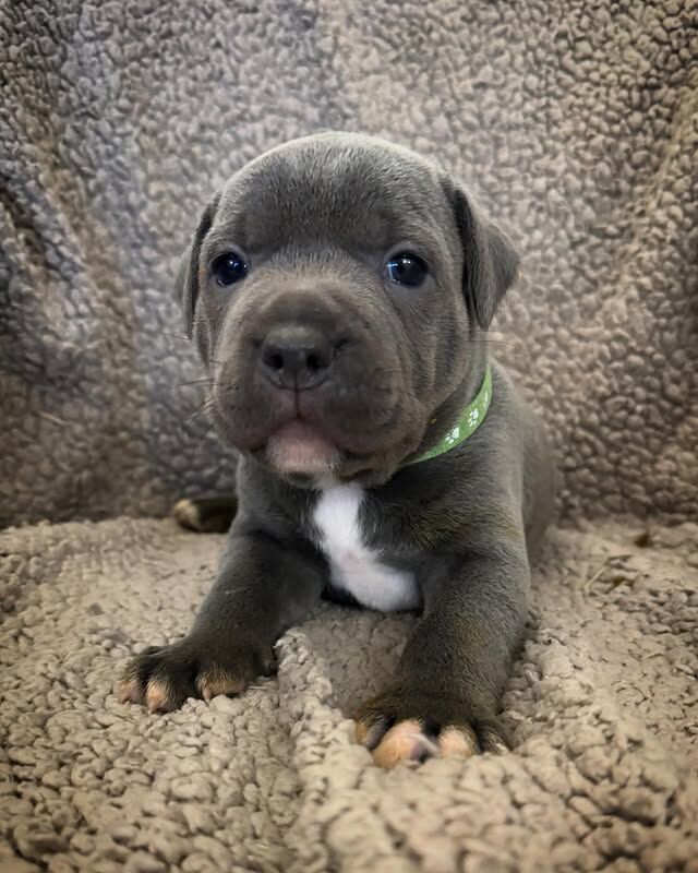 Beautiful Staffy Puppies Looking for Their Forever Homes - Image 5 of 8