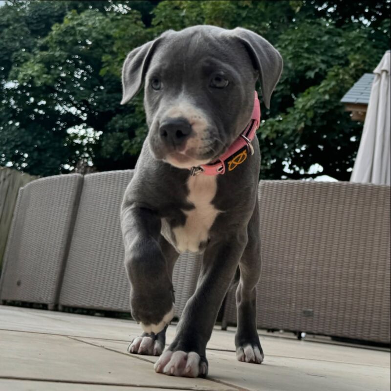 Beautiful Staffy Puppies Looking for Their Forever Homes - Image 6 of 8