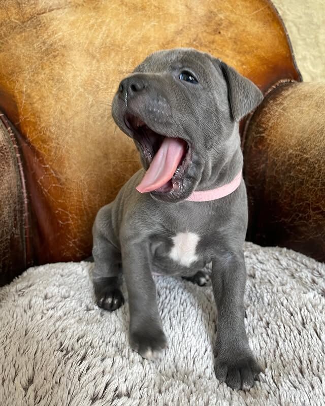 Beautiful Staffy Puppies Looking for Their Forever Homes - Image 7 of 8