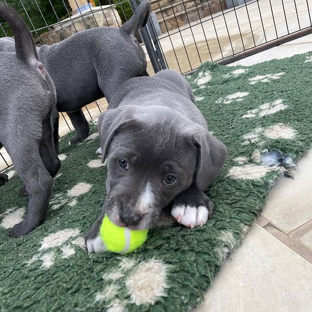 Beautiful Staffy Puppies Looking for Their Forever Homes - Image 8 of 8