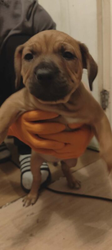 Staffordshire Bull Terrier puppies for sale in Blackburn, Lancashire – 10 weeks old