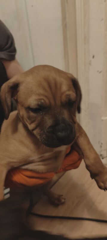 Staffordshire Bull Terrier puppies for sale in Blackburn, Lancashire – 10 weeks old - Image 2 of 7