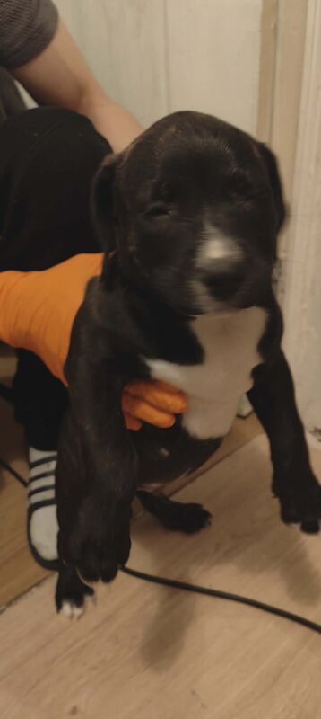 Staffordshire Bull Terrier puppies for sale in Blackburn, Lancashire – 10 weeks old - Image 3 of 7