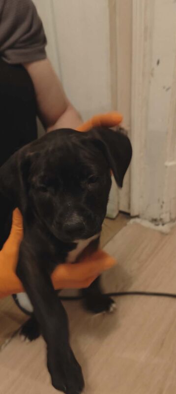 Staffordshire Bull Terrier puppies for sale in Blackburn, Lancashire – 10 weeks old - Image 4 of 7