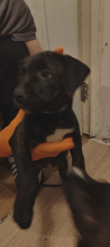 Staffordshire Bull Terrier puppies for sale in Blackburn, Lancashire – 10 weeks old - Image 5 of 7