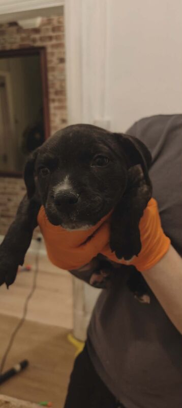 Staffordshire Bull Terrier puppies for sale in Blackburn, Lancashire – 10 weeks old - Image 6 of 7