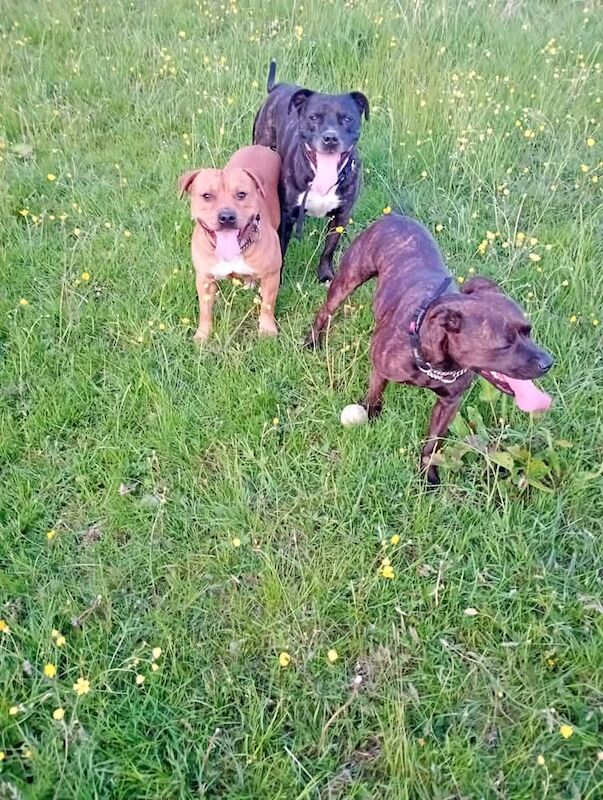 Staffordshire Bull Terrier puppies for sale in Blackburn, Lancashire – 10 weeks old - Image 7 of 7