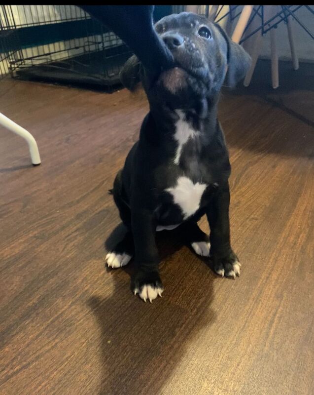 Staffordshire Bull Terrier puppies for sale in Blackburn, Lancashire – 4 months old - Image 4 of 5