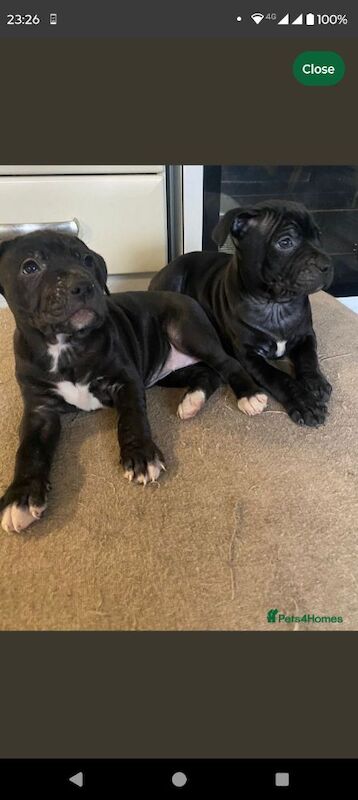 Staffordshire Bull Terrier puppies for sale in Blackburn, Lancashire – 4 months old - Image 5 of 5