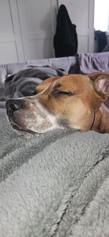Beautiful temperament Staffie for sale in Henbury, Bristol