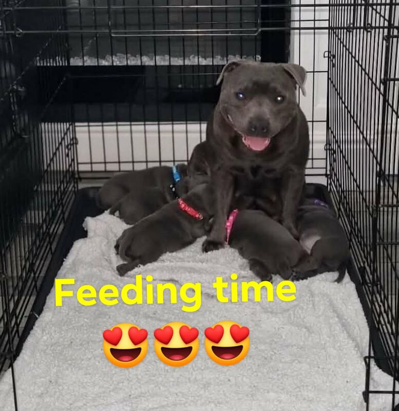 Kennel Club Registered Staffordshire Bull Terrier Puppies For Sale