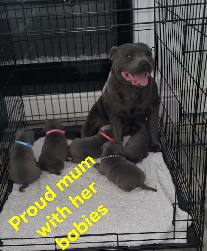 Beautifull kc staffordshire bull terriers - Image 2 of 13