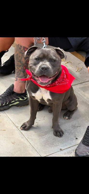 Beautifull kc staffordshire bull terriers - Image 3 of 13