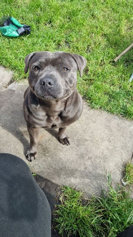 Beautifull kc staffordshire bull terriers - Image 13 of 13