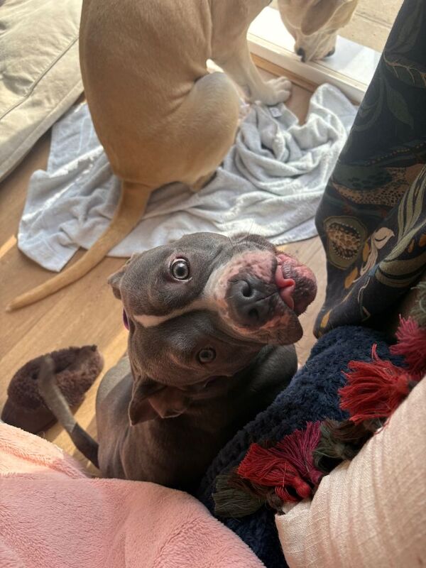 Staffordshire Bull Terrier puppies for sale in Bishop's Stortford, Hertfordshire – 1 year old