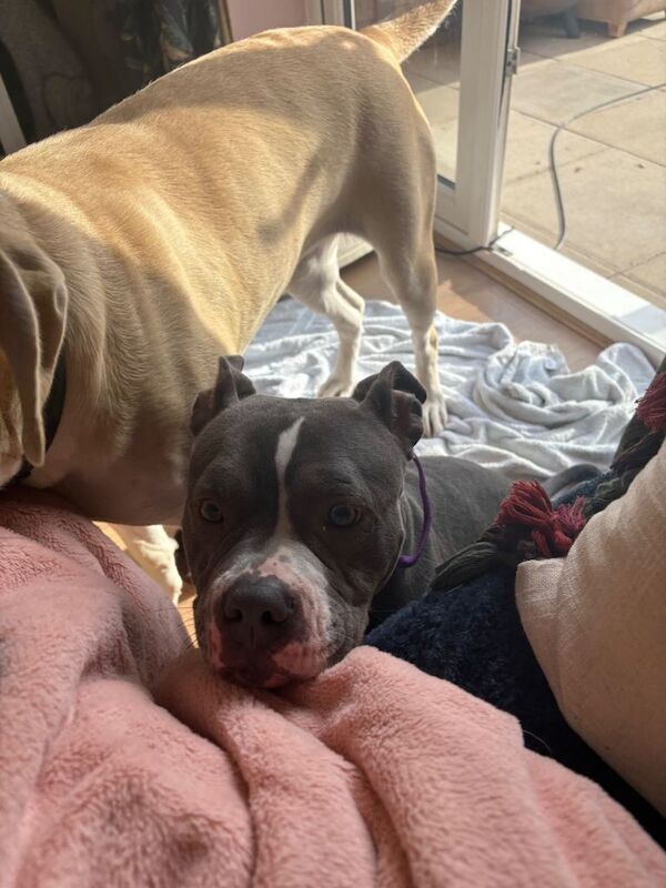 Bella - Image 2 of 3