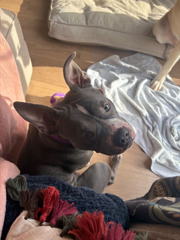 Bella - Image 3 of 3