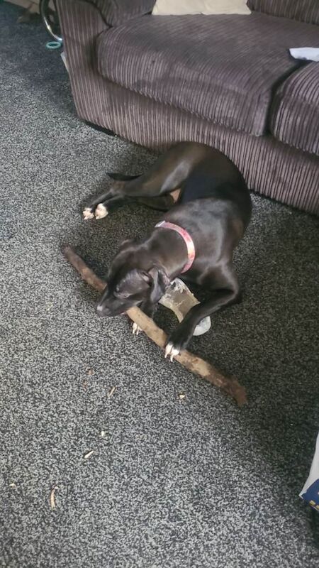 Bella needs a new home