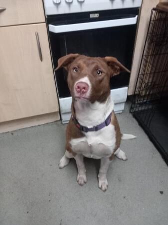 Staffordshire Bull Terrier puppies for sale in Kidderminster, Worcestershire – 1 year old - Image 2 of 3