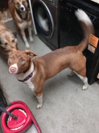 Staffordshire Bull Terrier puppies for sale in Kidderminster, Worcestershire – 1 year old - Image 3 of 3