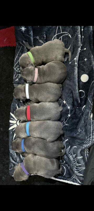 Staffordshire Bull Terrier puppies for sale in Wyke, West Yorkshire – 6 days old