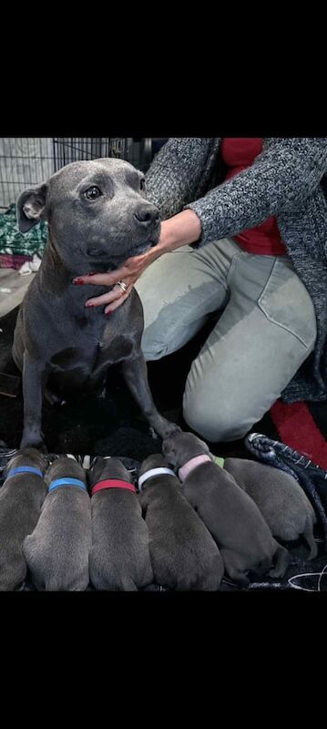 Staffordshire Bull Terrier puppies for sale in Wyke, West Yorkshire – 1 week old - Image 2 of 3