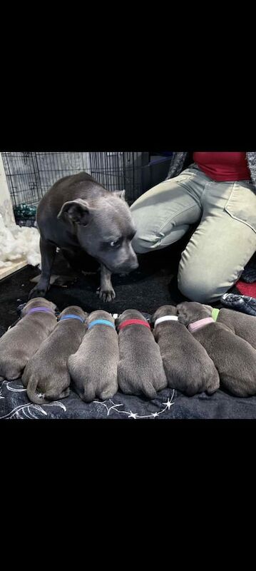 Staffordshire Bull Terrier puppies for sale in Wyke, West Yorkshire – 1 week old - Image 3 of 3