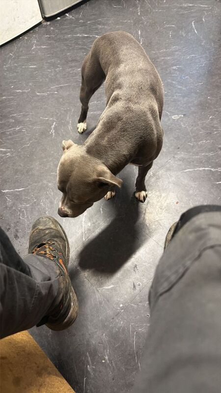 Staffie Puppies For Sale