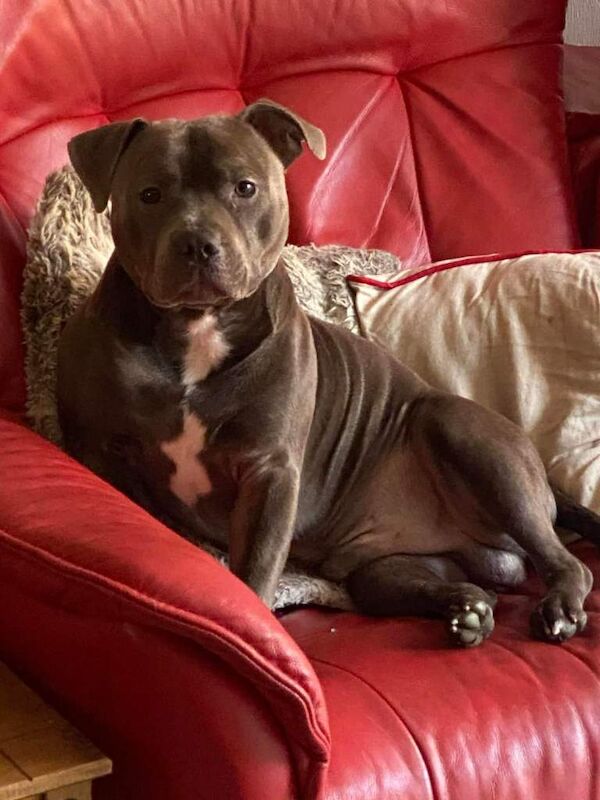 Staffordshire Bull Terrier Puppies For Sale Under £1,000