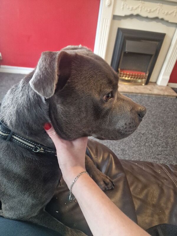 Beautiful blue staffie rio - Image 4 of 6